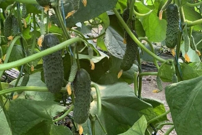 В Україні стрімко зросла ціна на популярний овоч