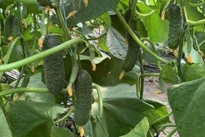 В Україні стрімко зросла ціна на популярний овоч