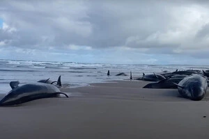 Більше ніж 150 китів викинулися на берег у Австралії (відео)