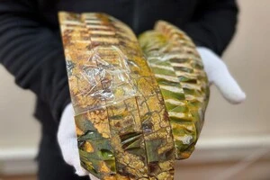 Митники вилучили зуби вимерлих мамутів, які пирятинець намагався переправити до США