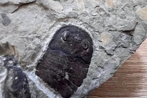 Експерти визначили, що вік вилучених палеонтологічних зразків коливається в межах 408-430 млн років