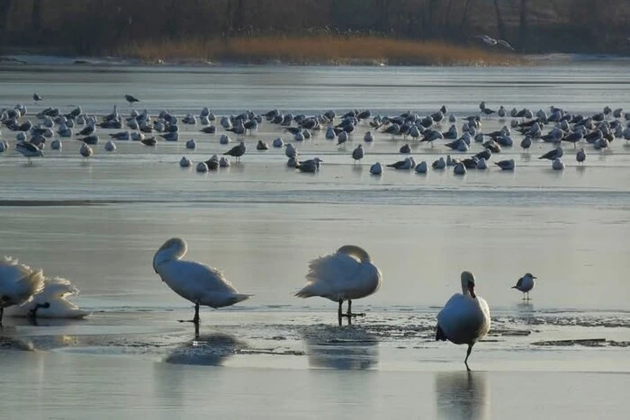 11 рекордів. Цьогорічна зима увійшла до десяти найтепліших в історії Києва