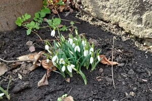 У Києві за три дні зафіксовано п'ять температурних рекордів