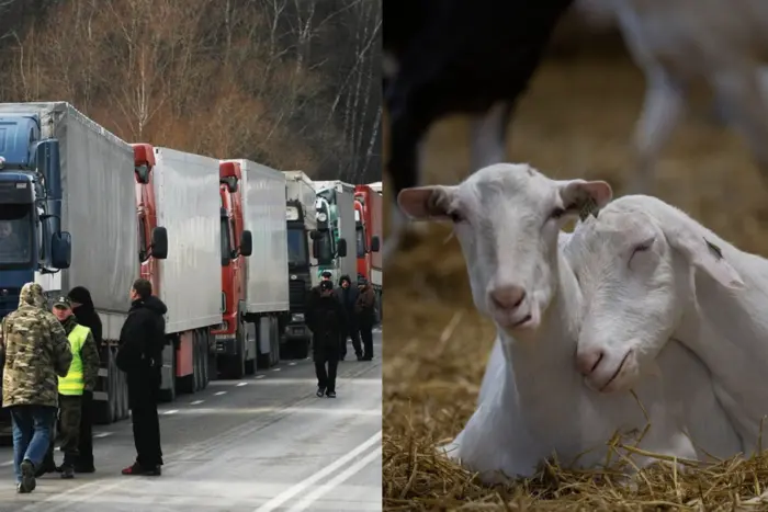 Україна обмежила ввезення товарів з Угорщини через спалах небезпечного вірусу