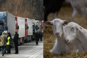 Україна обмежила ввезення товарів з Угорщини через спалах небезпечного вірусу