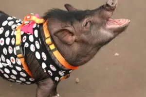 Ненсі — це в’єтнамська свинка, вона важить 16 кілограмів