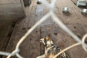 Інформація про неналежні умови утримання тварин з'явилася у мережі Instagram