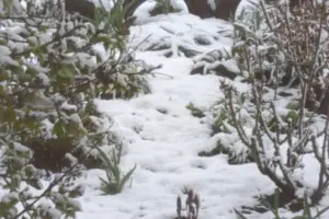 Квітневий сюрпризи природи: Одесу та область засипало снігом