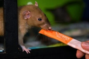 Мешканка Одеси тримає вдома сімох щурів