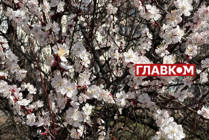 Агрометеоролог пояснила, чому від весняних заморозків найбільше страждають абрикоси