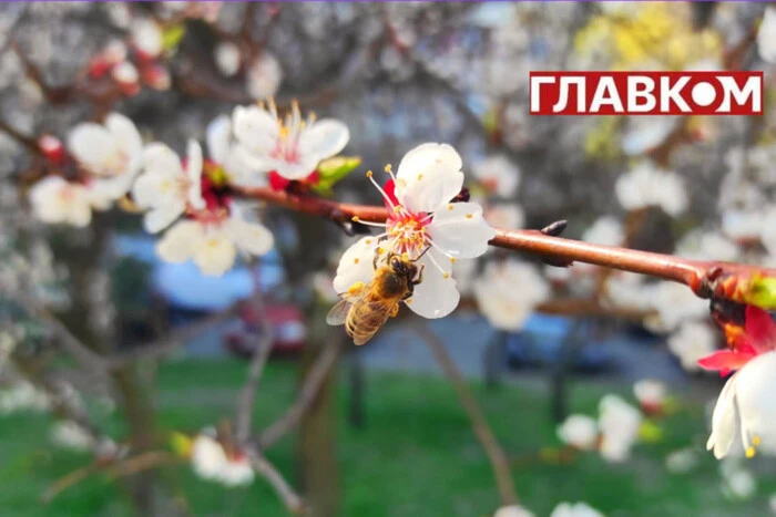 В Україні сонячно та тепло: прогноз погоди на 17 квітня