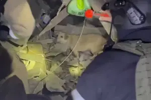 Нічна атака на Сумщині. Рятувальники дістали з-під уламків песика (відео)