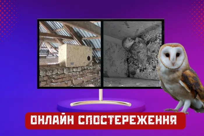За червонокнижними совами віднині можна спостерігати онлайн: запущено стрім із гнізда 
