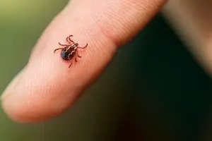 Сезон кліщів почався: як уникнути зараження хворобою Лайма