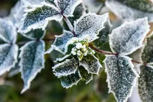 27 та 28 квітня на заході, півночі та в центрі України є ймовірність заморозків на ґрунті