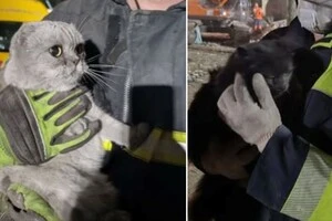 У Києві на місці російського удару по житловому будинку врятовано двох котів