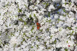 Якою буде погода в Україні у травні: прогноз синоптиків