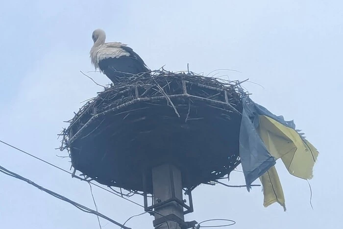 На Закарпатті лелека приніс у гніздо прапор України