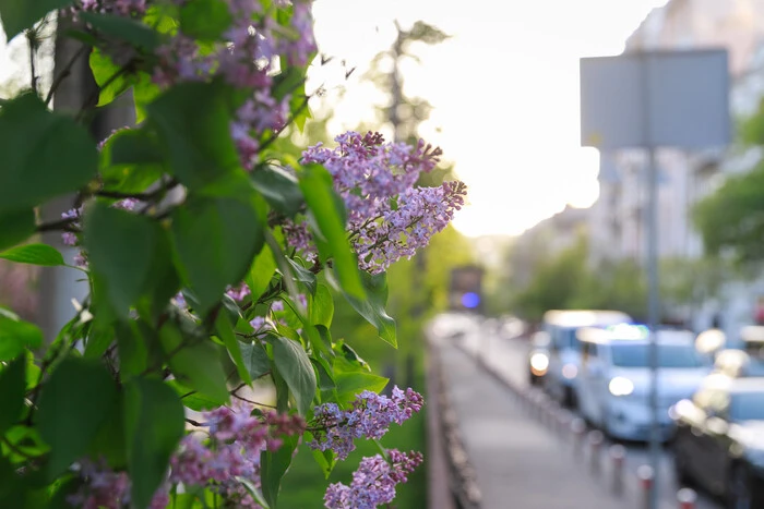 У столиці почався сезон цвітіння бузку: перелік адрес для прогулянки