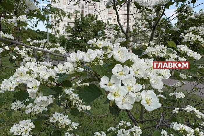 29 квітня у Києві та області очікуються заморозки на поверхні ґрунту