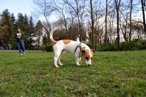 Реєстрація є обов’язковою для всіх собак та добровільною для котів