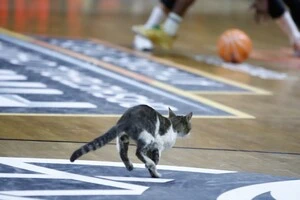 У другій чверті поєдинку на майданчик на кілька секунд вибіг кіт