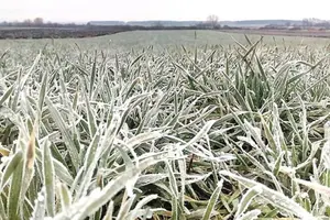 Весняні заморозки вразили 50% озимих на Херсонщині