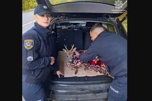 Тварина була знесилена і не могла рухатися, але поліцейські їй допомогли