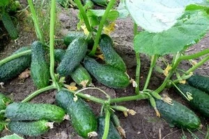 Росія завалила огірками Польщу. Імпорт був «значно вищим за минулорічний»