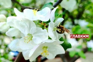 В Україні хмарно з проясненнями: прогноз погоди на 25 травня