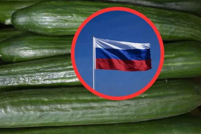 Росія завалила ринок Польщі огірками: реакція фермерів