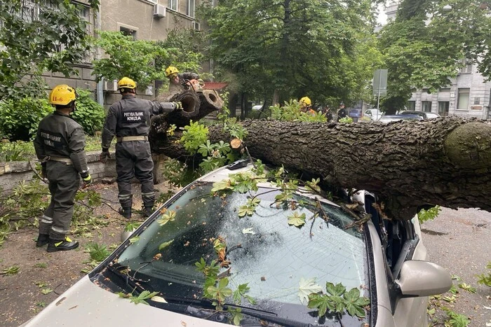 На вулиці Академіка Богомольця величезне дерево впало на автівку (фото)