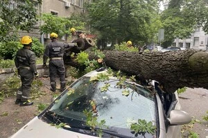 На вулиці Академіка Богомольця величезне дерево впало на автівку (фото)
