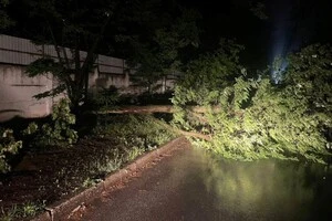 У Дарницькому районі Києва дерево загородило частину проїжджої частини дороги