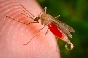 На Сумщині чоловік помер від тропічної малярії