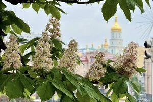 Аномально холодна весна не сильно вплинула на квітування каштанів