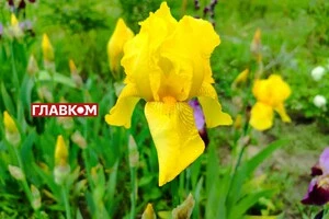 В Україні до +25°, подекуди дощитиме : прогноз погоди на 31 травня