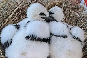 Лелеченя Катруся та її новий «братик» у реабілітаційному центрі на Полтавщині