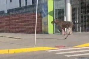 Лось забрів у місто