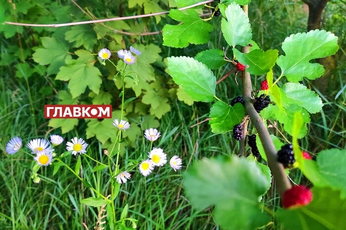 В Україні до +25°, подекуди дощитиме : прогноз погоди на 4 червня