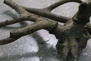 На Хортиці знайдено роги оленя, який жив на острові три століття тому (фото)