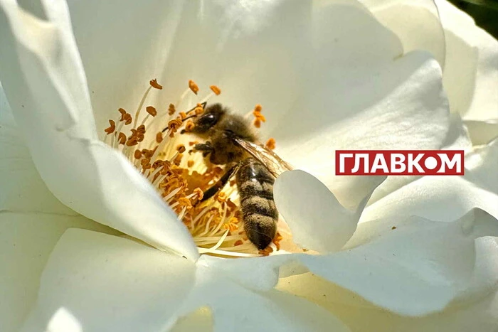 Мед стане дефіцитом у 2025 році? Бджолярі дають тривожні прогнози