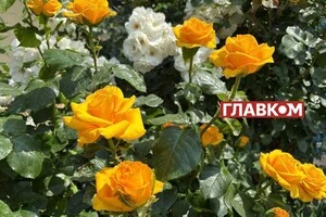 Прогноз погоди на 11 червня