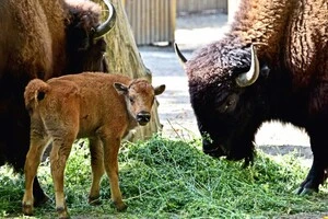 Дитинча бізона, яке народилося у столичному зоопарку під час війни