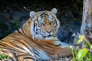 Тигриця Даліла, яка була врятована з приватного екопарку в Харкові