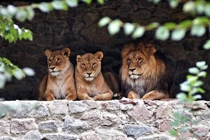 Директор зоопарку розповів, яких тварин водять в укриття під час обстрілів