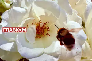 Скільки триватиме похолодання в Україні? Прогноз синоптикині