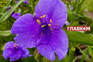 В Україні дощитиме: прогноз погоди на 14 червня