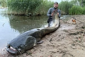 Рибалка випустив сома назад у річку 