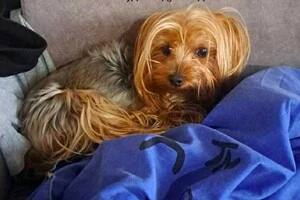 Життя хлопцю, який мешкав в атакованій багатоповерхівці у Києві, врятував собака